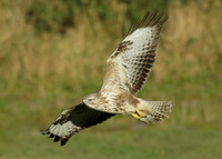 Buzzard Buteo buteo