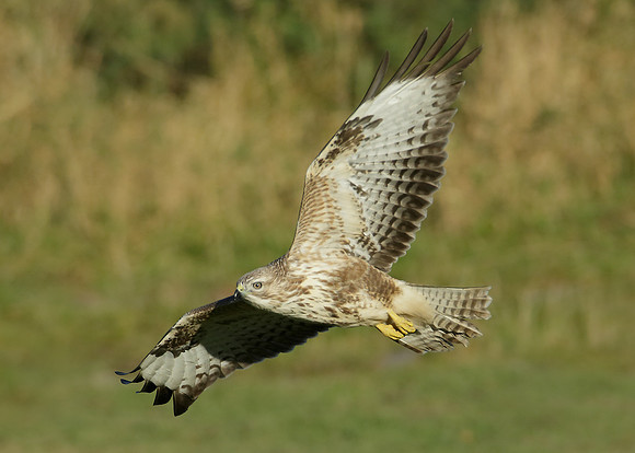Buzzard Buteo buteo