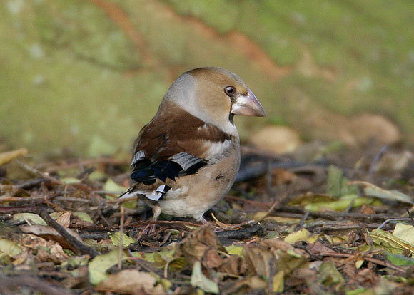 Hawfinch Coccothraustes coccothraustes