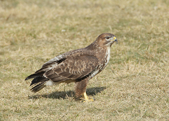 Buzzard Buteo buteo