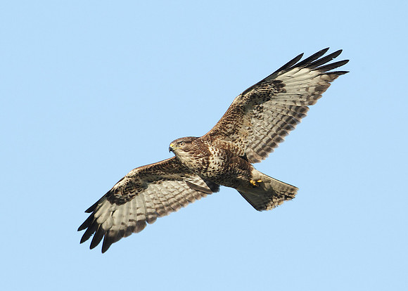 Buzzard Buteo buteo