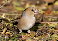 Hawfinch Coccothraustes coccothraustes