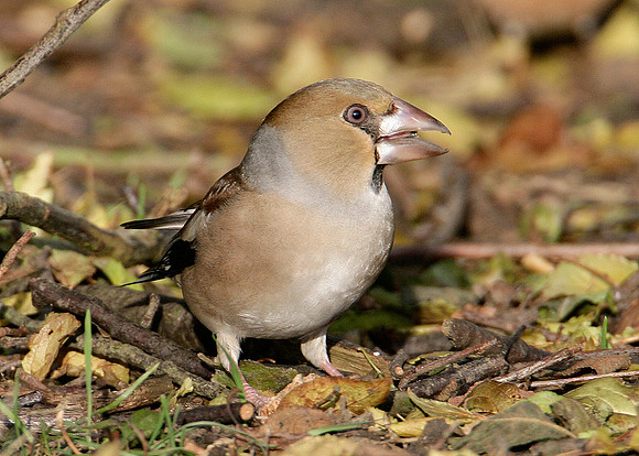Hawfinch Coccothraustes coccothraustes