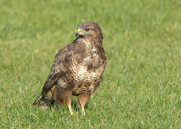 Buzzard Buteo buteo