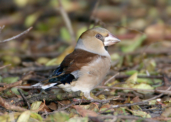 Hawfinch Coccothraustes coccothraustes