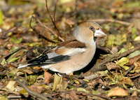 Hawfinch Coccothraustes coccothraustes