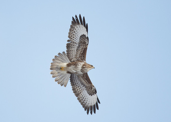 Buzzard Buteo buteo