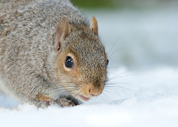 Grey Squirrel Neosciurus carolinensis