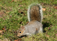 Grey Squirrel Neosciurus carolinensis