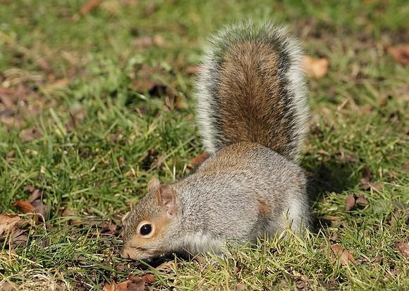 Grey Squirrel Neosciurus carolinensis
