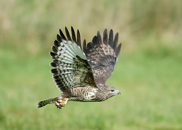 Buzzard Buteo buteo
