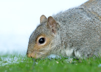 Grey Squirrel Neosciurus carolinensis