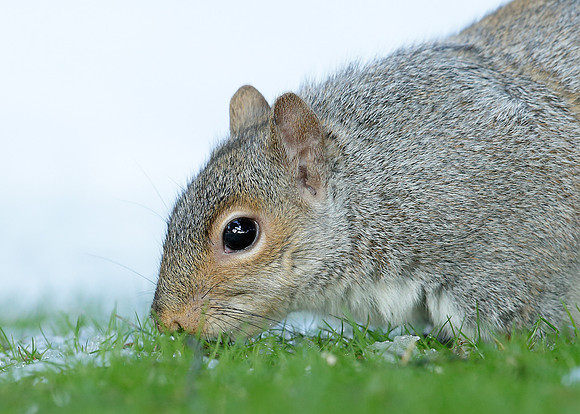 Grey Squirrel Neosciurus carolinensis