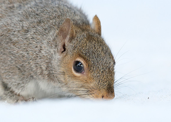 Grey Squirrel Neosciurus carolinensis