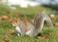 Grey Squirrel Neosciurus carolinensis