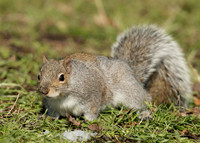 Grey Squirrel Neosciurus carolinensis