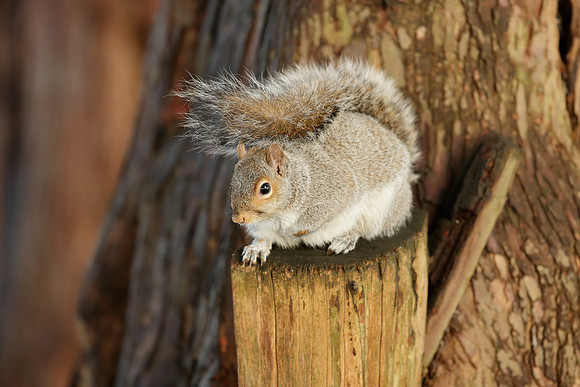 Grey Squirrel Neosciurus carolinensis