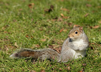 Grey Squirrel Neosciurus carolinensis