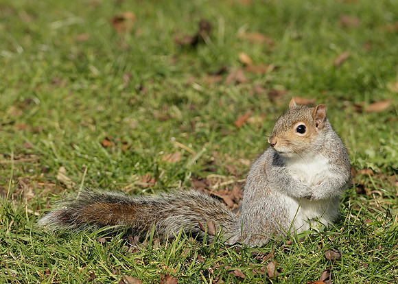 Grey Squirrel Neosciurus carolinensis