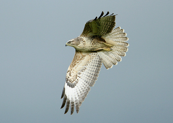 Buzzard Buteo buteo