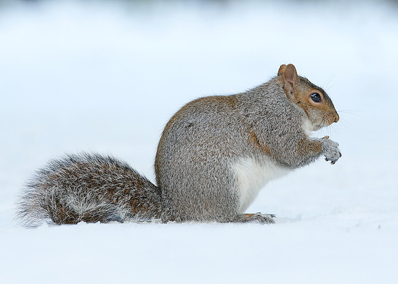 Grey Squirrel Neosciurus carolinensis
