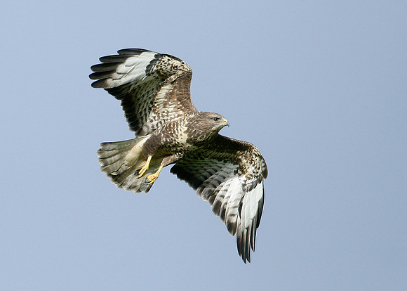Buzzard Buteo buteo