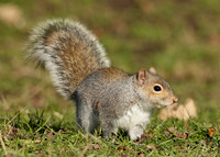 Grey Squirrel Neosciurus carolinensis