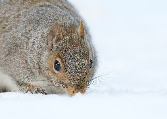 Grey Squirrel Neosciurus carolinensis