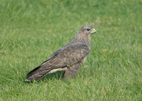 Buzzard Buteo buteo