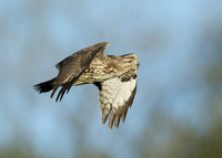 Buzzard Buteo buteo