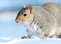 Grey Squirrel Neosciurus carolinensis