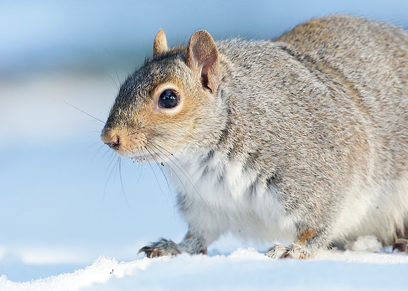 Grey Squirrel Neosciurus carolinensis