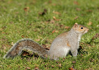 Grey Squirrel Neosciurus carolinensis