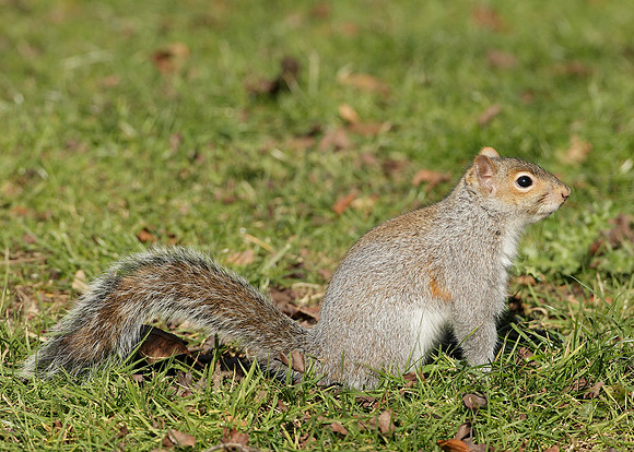 Grey Squirrel Neosciurus carolinensis