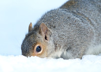 Grey Squirrel Neosciurus carolinensis