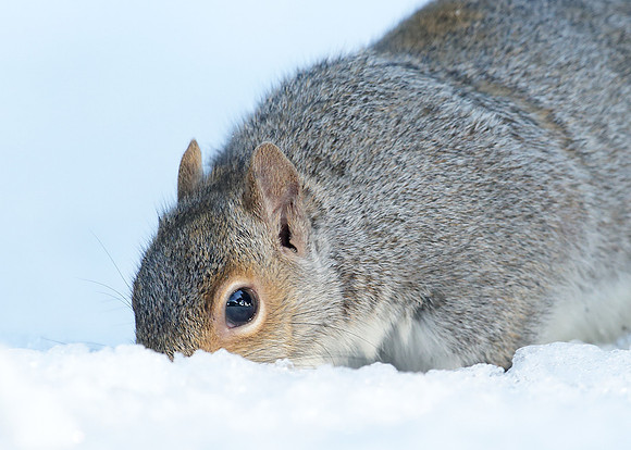 Grey Squirrel Neosciurus carolinensis