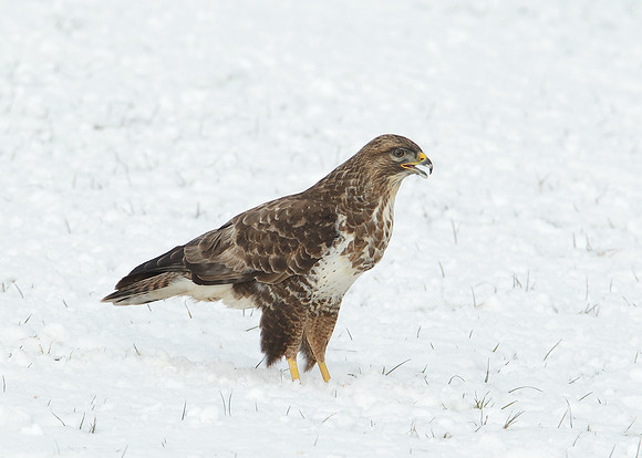 Buzzard Buteo buteo