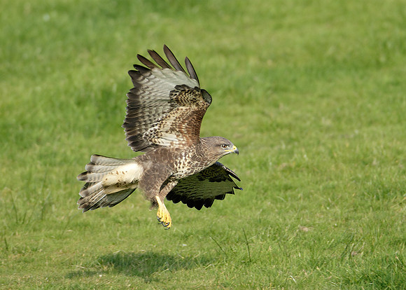 Buzzard Buteo buteo