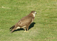 Buzzard Buteo buteo