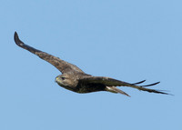 Buzzard Buteo buteo