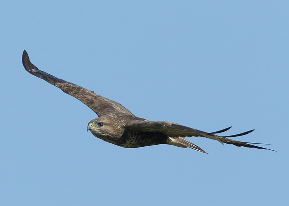 Buzzard Buteo buteo