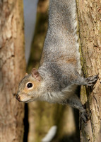 Grey Squirrel Neosciurus carolinensis