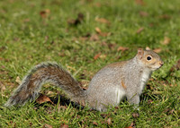Grey Squirrel Neosciurus carolinensis