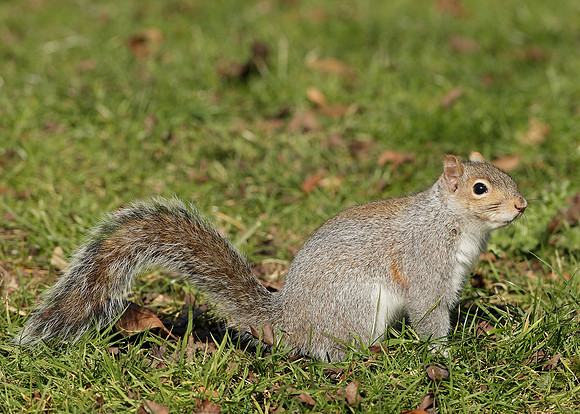Grey Squirrel Neosciurus carolinensis