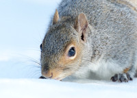 Grey Squirrel Neosciurus carolinensis