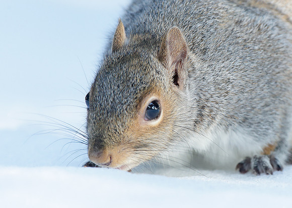 Grey Squirrel Neosciurus carolinensis