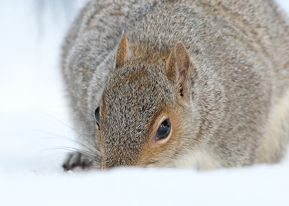 Grey Squirrel Neosciurus carolinensis
