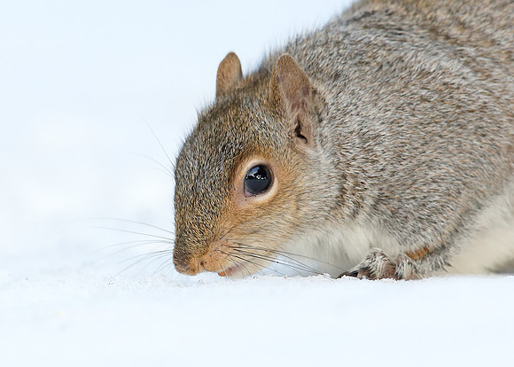 Grey Squirrel Neosciurus carolinensis