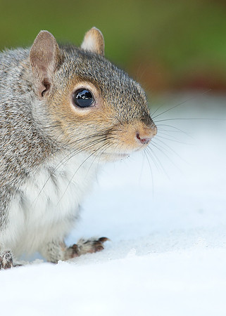 Grey Squirrel Neosciurus carolinensis