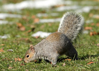 Grey Squirrel Neosciurus carolinensis